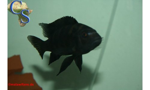 Cichliden